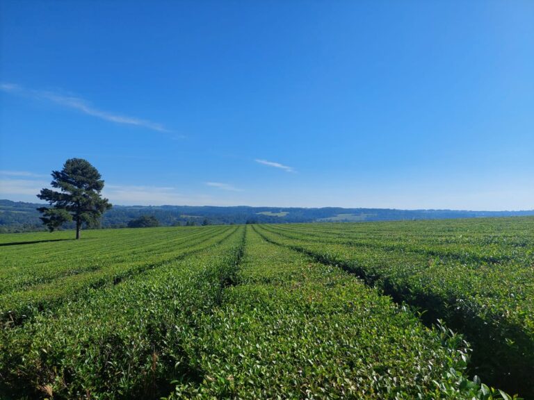 Experiencia “Del Iguazú infusiones” recibe amantes del té de todo el país