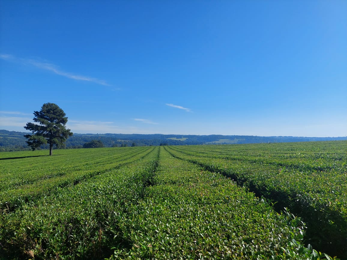 Experiencia “Del Iguazú infusiones” recibe amantes del té de todo el país